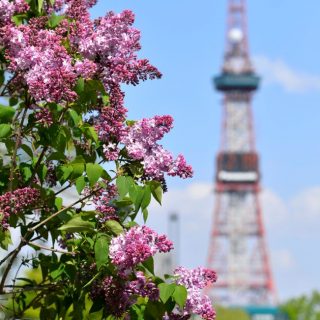 北国に初夏の訪れ告げる花 北国に初夏の訪れ告げる花