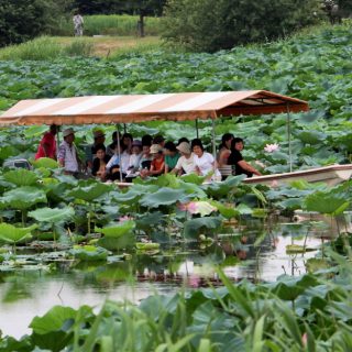 館林観光協会 7月10日から 花ハス遊覧船 運航 館林観光協会 7月10日から 花ハス遊覧船 運航
