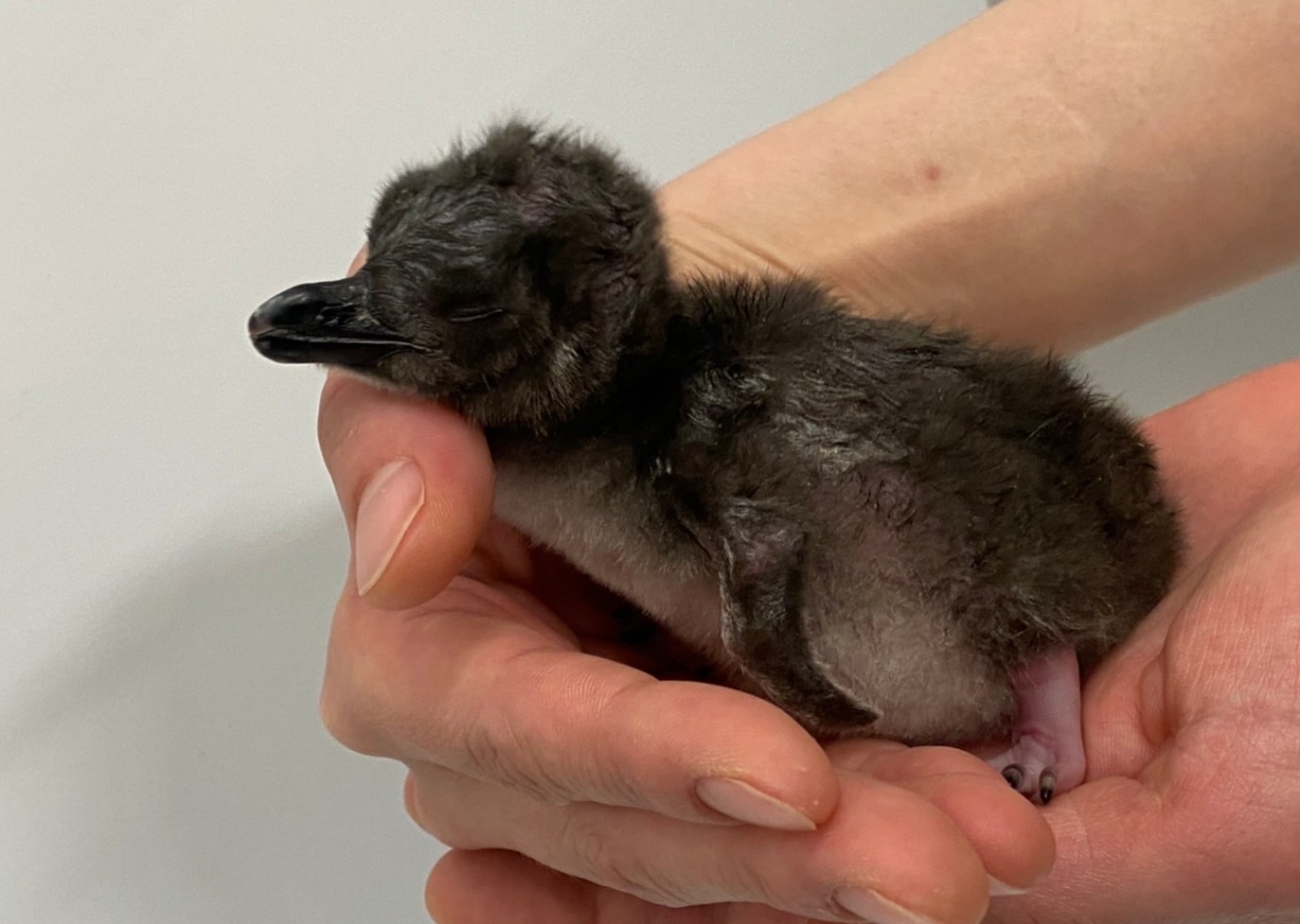 マゼランペンギンの赤ちゃん誕生 マゼランペンギンの赤ちゃん誕生