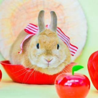 成田ゆめ牧場 ゆめのイースター 開始 成田ゆめ牧場 ゆめのイースター 開始