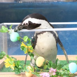 の 杜 水族館 うみ