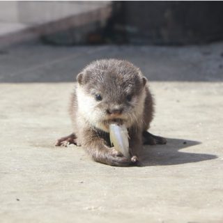 横浜 八景島シーパラダイス コツメカワウソの赤ちゃんを公開 横浜 八景島シーパラダイス コツメカワウソの赤ちゃんを公開