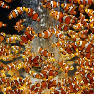 トリップアドバイザー 日本の動物園 水族館ランキング19 1位は高知県立のいち動物公園 トリップアドバイザー 日本の動物園 水族館ランキング19 1位は高知県立のいち動物公園