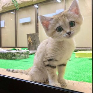 トリップアドバイザー 日本人に人気の動物園 水族館ランキング 発表 トリップアドバイザー 日本人に人気の動物園 水族館ランキング 発表