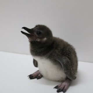 すみだ水族館 3羽のマゼランペンギンの赤ちゃん誕生