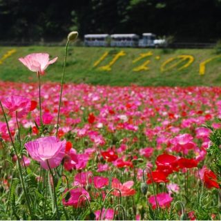 横須賀市くりはま花の国で ポピー ネモフィラシーズン 横須賀市くりはま花の国で ポピー ネモフィラシーズン