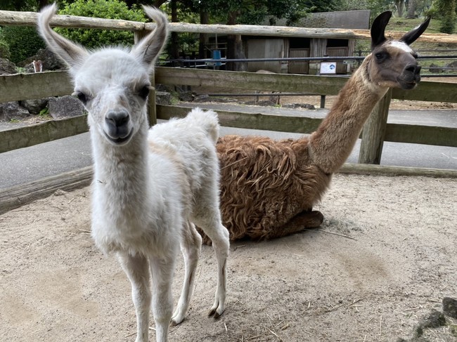 伊豆シャボテン公園でラマの赤ちゃん誕生 伊豆シャボテン公園でラマの赤ちゃん誕生