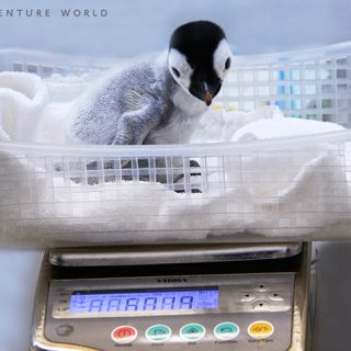 エンペラーペンギンの赤ちゃんの公開体重測定を実施