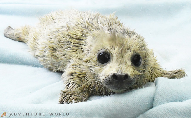 ゴマフアザラシの赤ちゃんが誕生 観光経済新聞 ゴマフアザラシの赤ちゃんが誕生 観光経済新聞