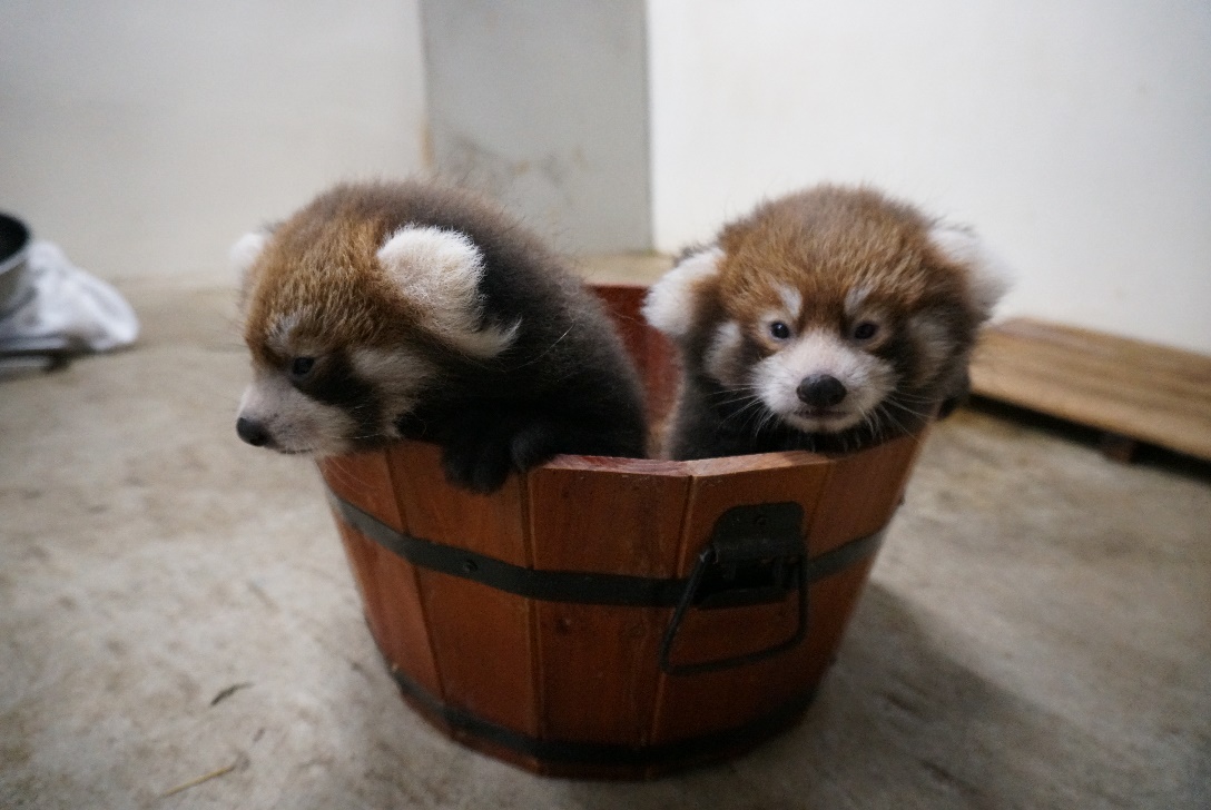 那須どうぶつ王国 レッサーパンダの赤ちゃん公開 観光経済新聞 那須どうぶつ王国 レッサーパンダの赤ちゃん公開 観光経済新聞